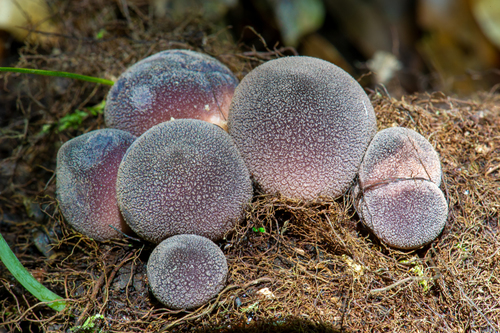 Lycoperdon fuligineum