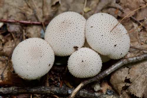 Lycoperdon gemmatum — photo