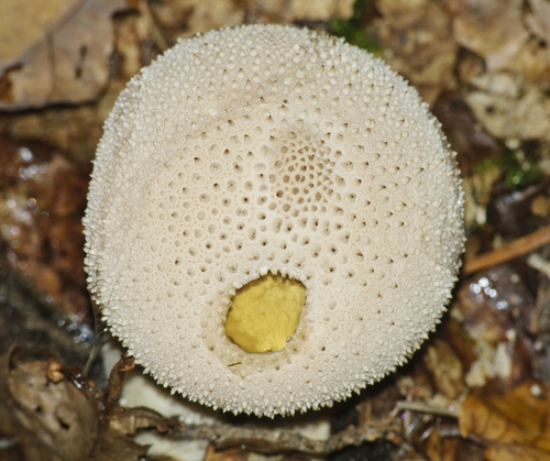 Lycoperdon gemmatum — photo