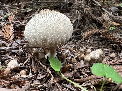 Lycoperdon gemmatum