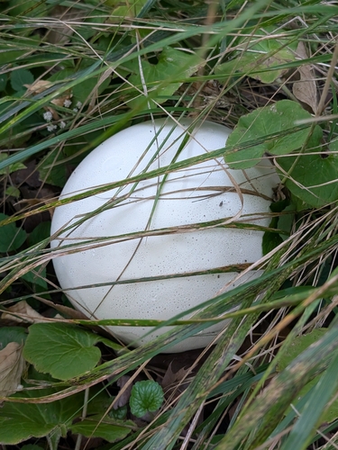 Lycoperdon giganteum