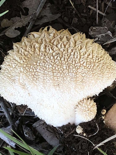Lycoperdon marginatum — photo