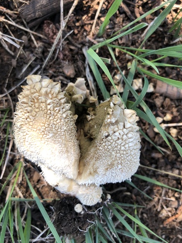 Lycoperdon marginatum — photo