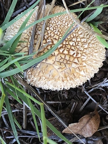 Lycoperdon marginatum