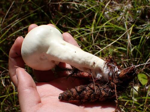 Lycoperdon muscorum (Korok) — photo