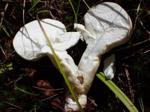 Lycoperdon muscorum (Korok) — photo