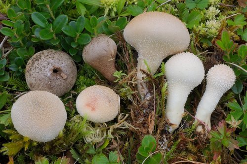 Lycoperdon muscorum