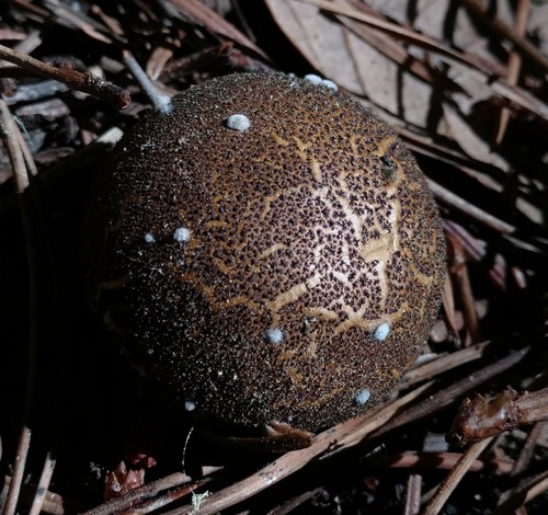 Lycoperdon umbrinum — photo