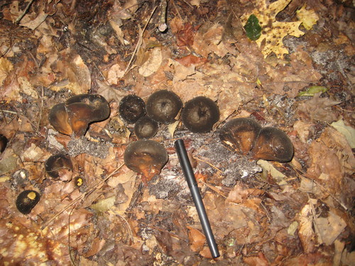 Lycoperdon umbrinum — photo