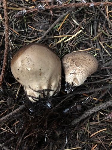 Lycoperdon umbrinum