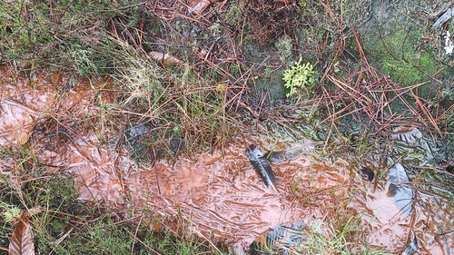Lycopodiella cernua (Tropical clubmoss) — photo