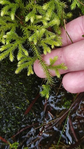 Lycopodiella cernua (Tropical clubmoss) — photo