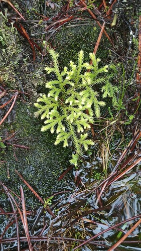 Lycopodiella cernua