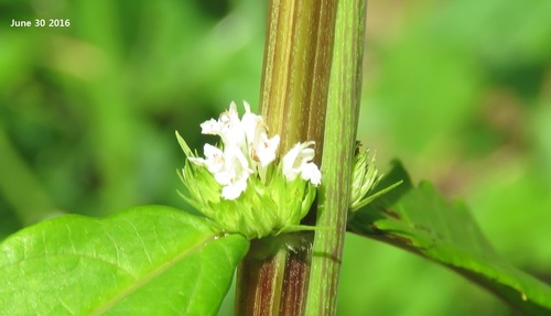 Lycopus lucidus var. hirtus — photo