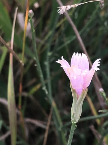 Lygodesmia juncea (Rush skeleton plant) — photo