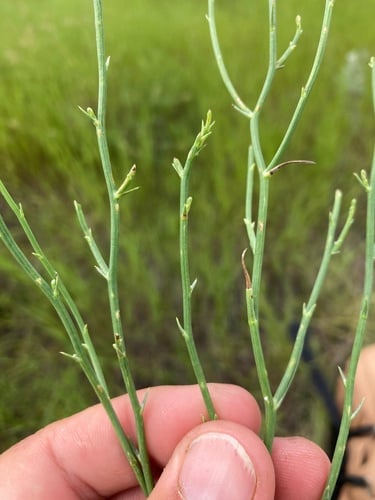 Lygodesmia juncea (Rush skeleton plant) — photo