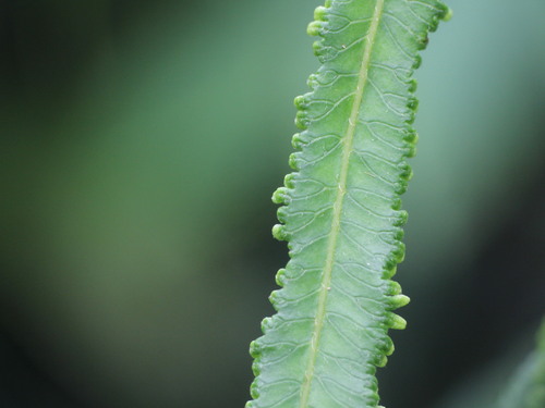 Lygodium conforme — photo