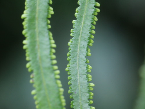 Lygodium conforme — photo