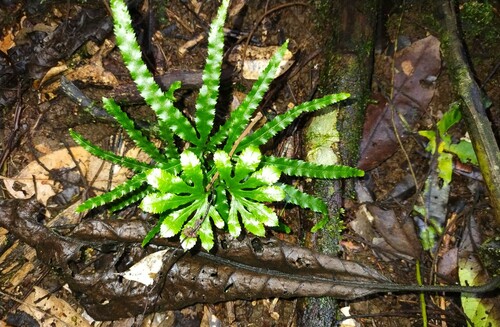 Lygodium digitatum — photo