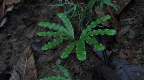 Lygodium digitatum