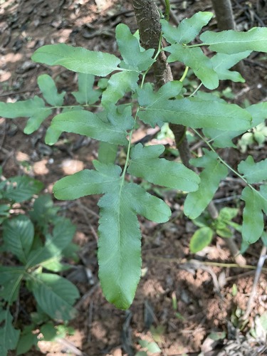 Lygodium flexuosum (Climbing maidenhair) — photo