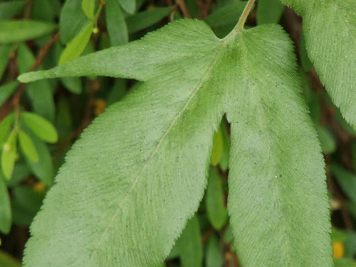 Lygodium flexuosum (Climbing maidenhair) — photo