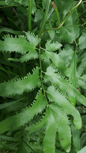 Lygodiaceae
