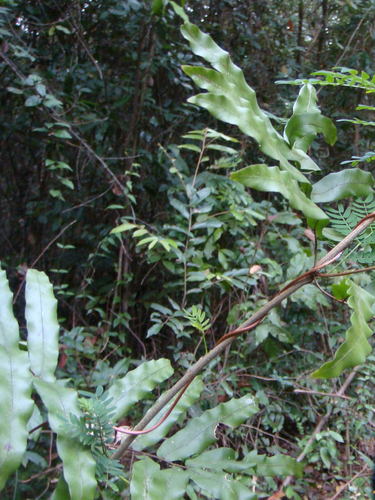 Lygodium salicifolium — photo