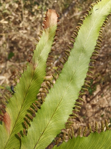 Lygodium salicifolium — photo
