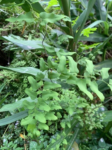 Lygodium scandens — photo