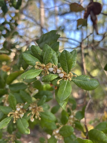 Lyonia ferruginea (Staggerbush) — photo