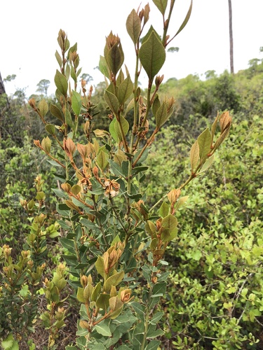 Lyonia ferruginea (Staggerbush) — photo