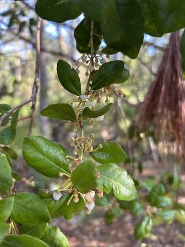 Lyonia ferruginea