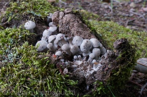 Lyophyllum fumosum — photo