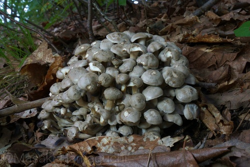 Lyophyllum fumosum
