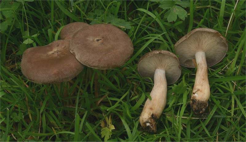 Lyophyllum ovisporum