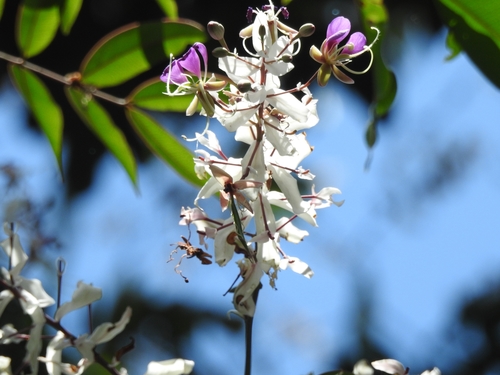 Lysidice rhodostegia