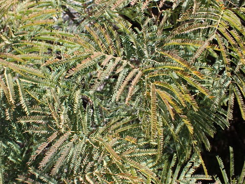 Lysiloma acapulcense (Acapulco lysiloma) — photo