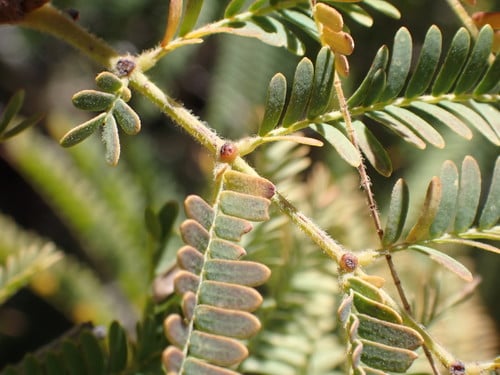 Lysiloma acapulcense (Acapulco lysiloma) — photo