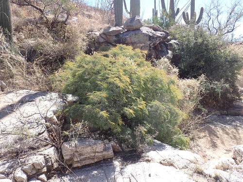 Lysiloma acapulcense