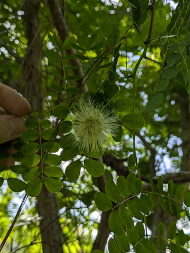 Lysiloma sabicu