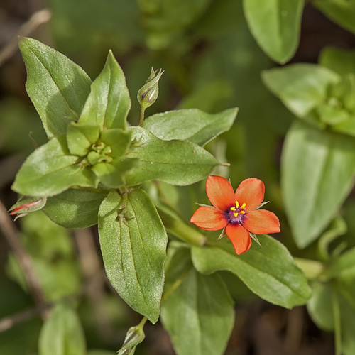 Lysimachia arvensis (Scarlet pimpernel) — photo