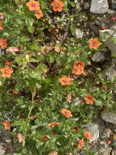 Lysimachia arvensis (Scarlet pimpernel) — photo