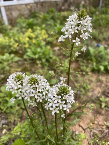 Lysimachia candida