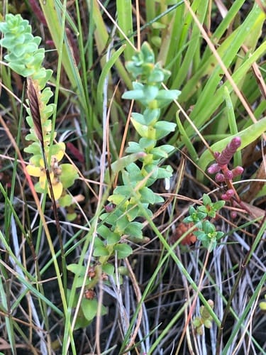 Lysimachia maritima (Sea milkwort) — photo