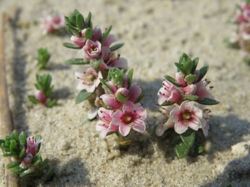 Lysimachia maritima (Sea milkwort) — photo