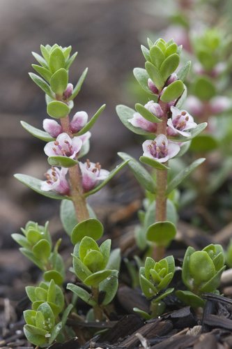 Lysimachia maritima