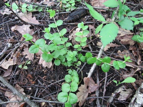 Lysimachia nummularia (Moneywort) — photo