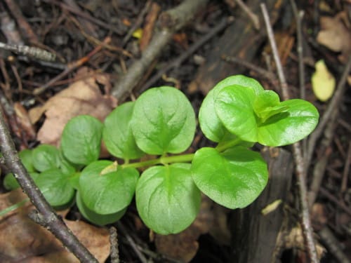 Lysimachia nummularia (Moneywort) — photo