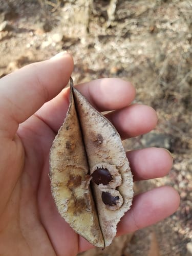 Lysiphyllum hookeri (Hooker's Bauhinia) — photo